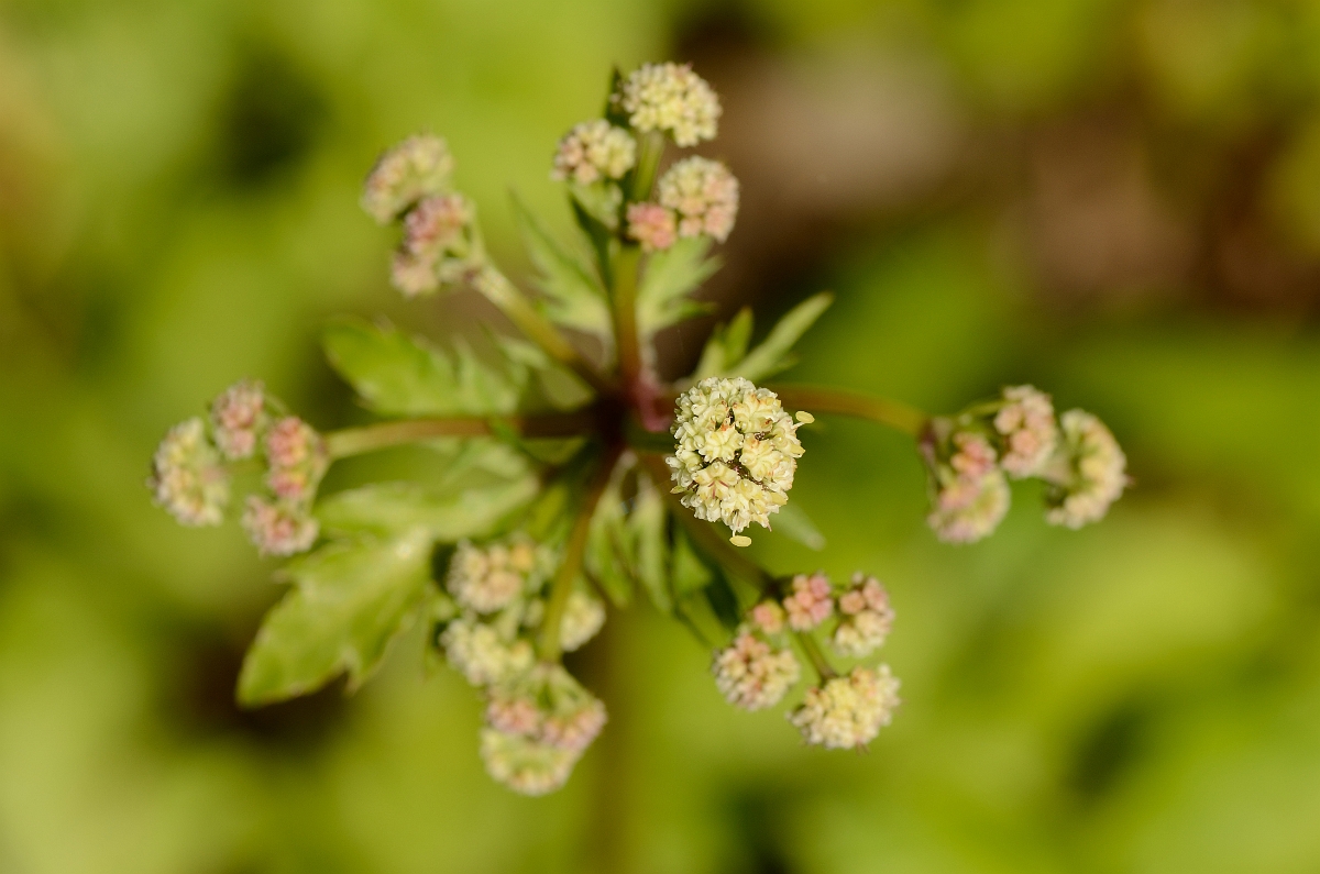 David Plant Photography - Wildlife Photography - Sanicle - A.jpg - Sanicle umbel - Cotswolds