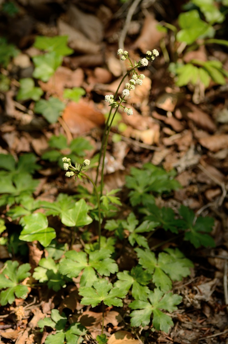 David Plant Photography - Wildlife Photography - Sanicle - B.jpg - Sanicle plant - Bedfordshire