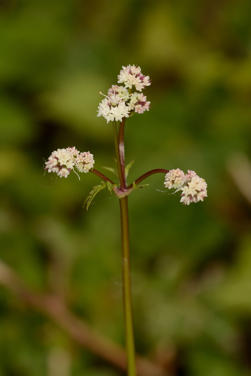 David Plant Photography - Wildlife Photography - Sanicle - C.jpg - Sanicle flower head - Bedfordshire