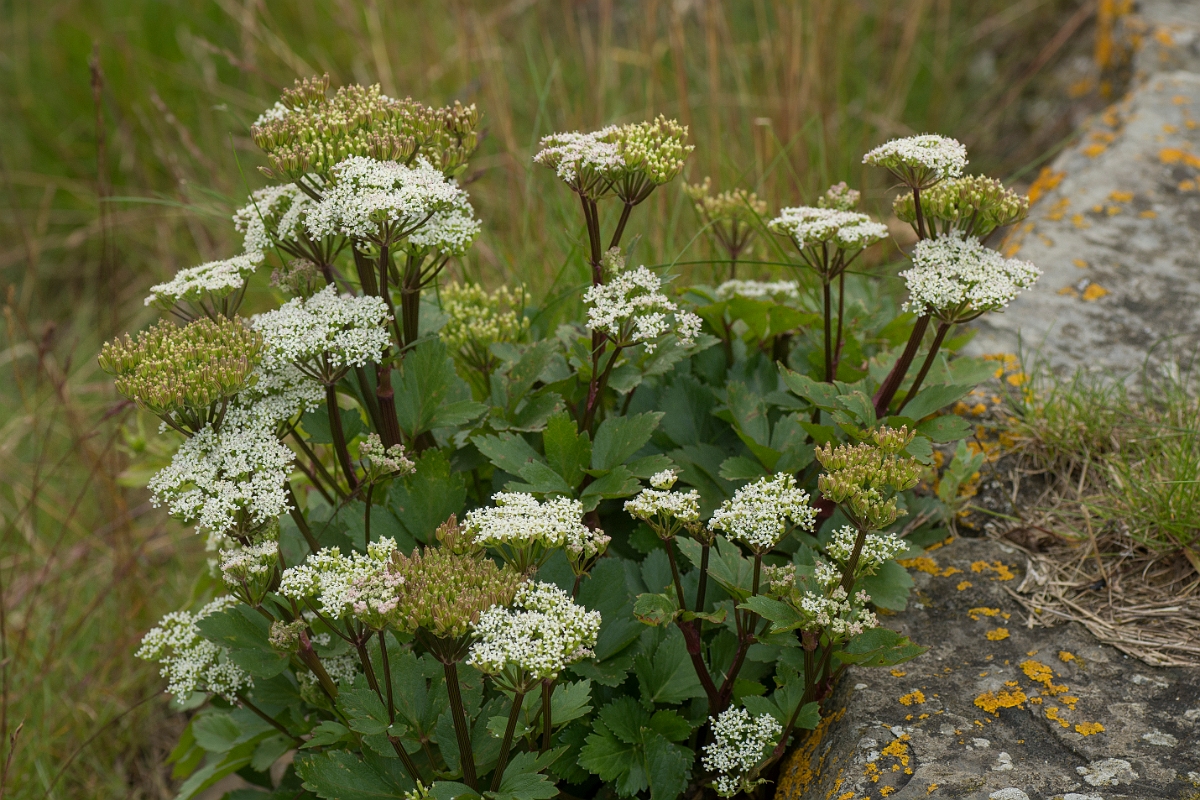 David Plant Photography - Wildlife Photography - Scot's lovage - A.jpg - Scot's lovage - Caithness