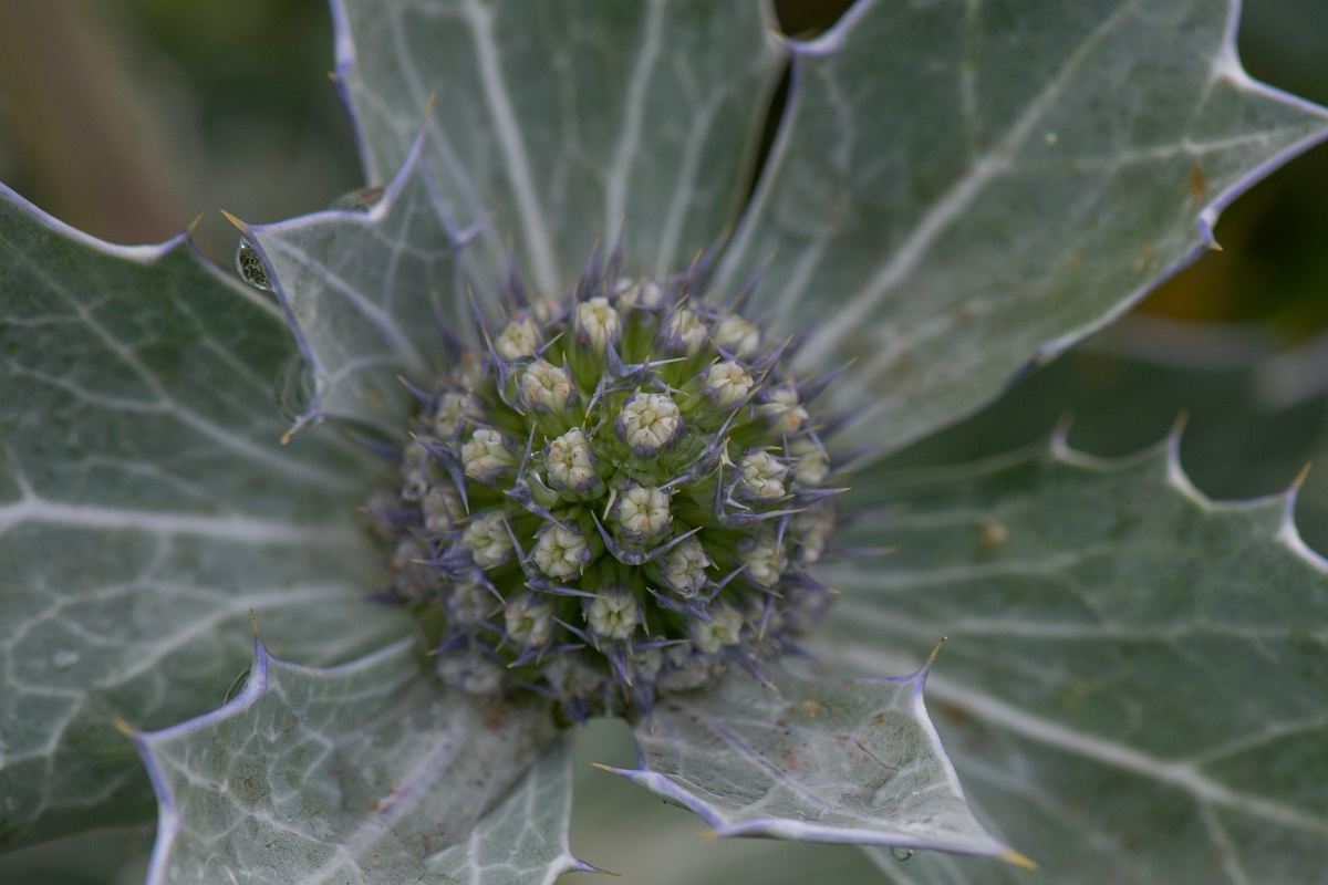David Plant Photography - Wildlife Photography - Sea holly - C.JPG - Sea holly - Bridgend