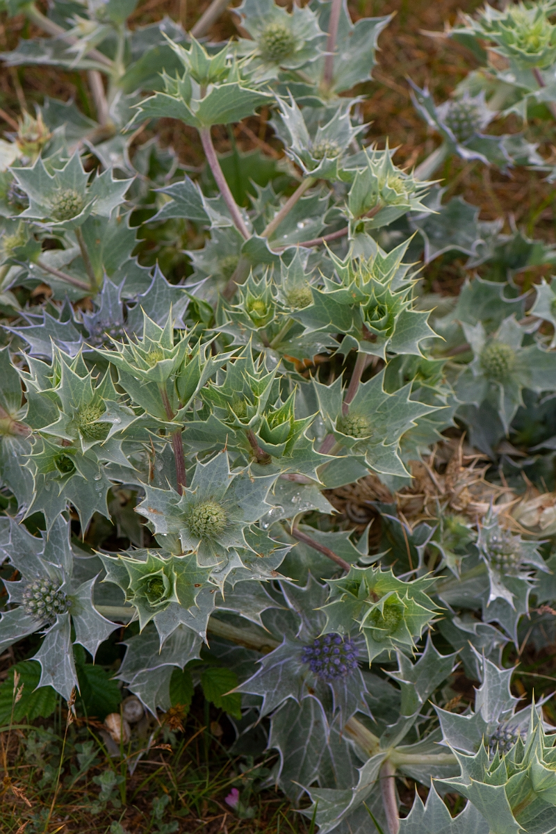 David Plant Photography - Wildlife Photography - Sea holly - E.JPG - Sea holly - Bridgend