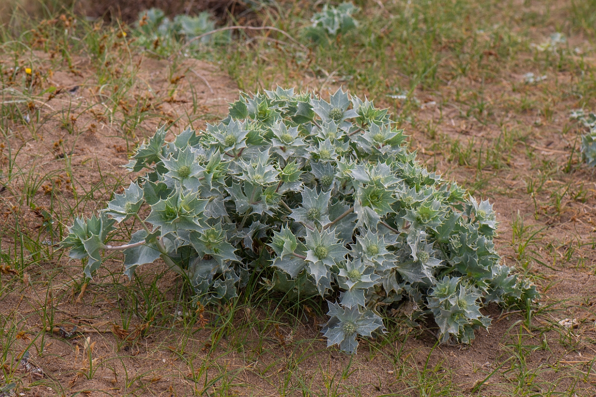 David Plant Photography - Wildlife Photography - Sea holly - F.JPG - Sea holly - Bridgend
