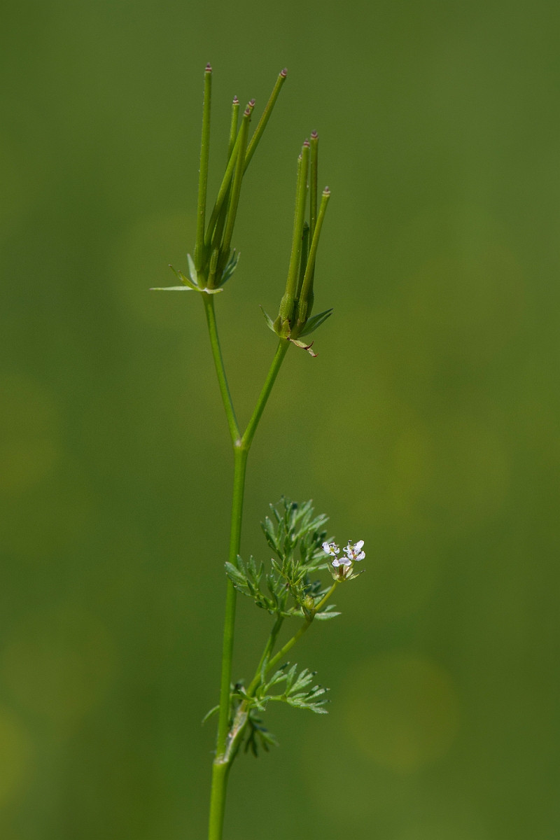David Plant Photography - Wildlife Photography - Shepherd's needle - B.JPG - Shepherd's needle - Somerset