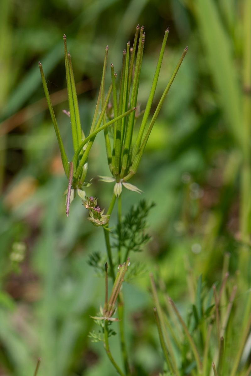 David Plant Photography - Wildlife Photography - Shepherd's needle - E.JPG - Shepherd's needle - Somerset