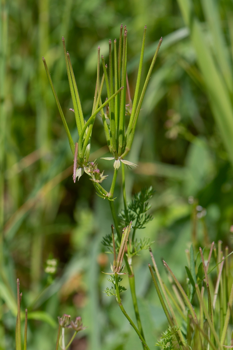 David Plant Photography - Wildlife Photography - Shepherd's needle - F.JPG - Shepherd's needle - Somerset