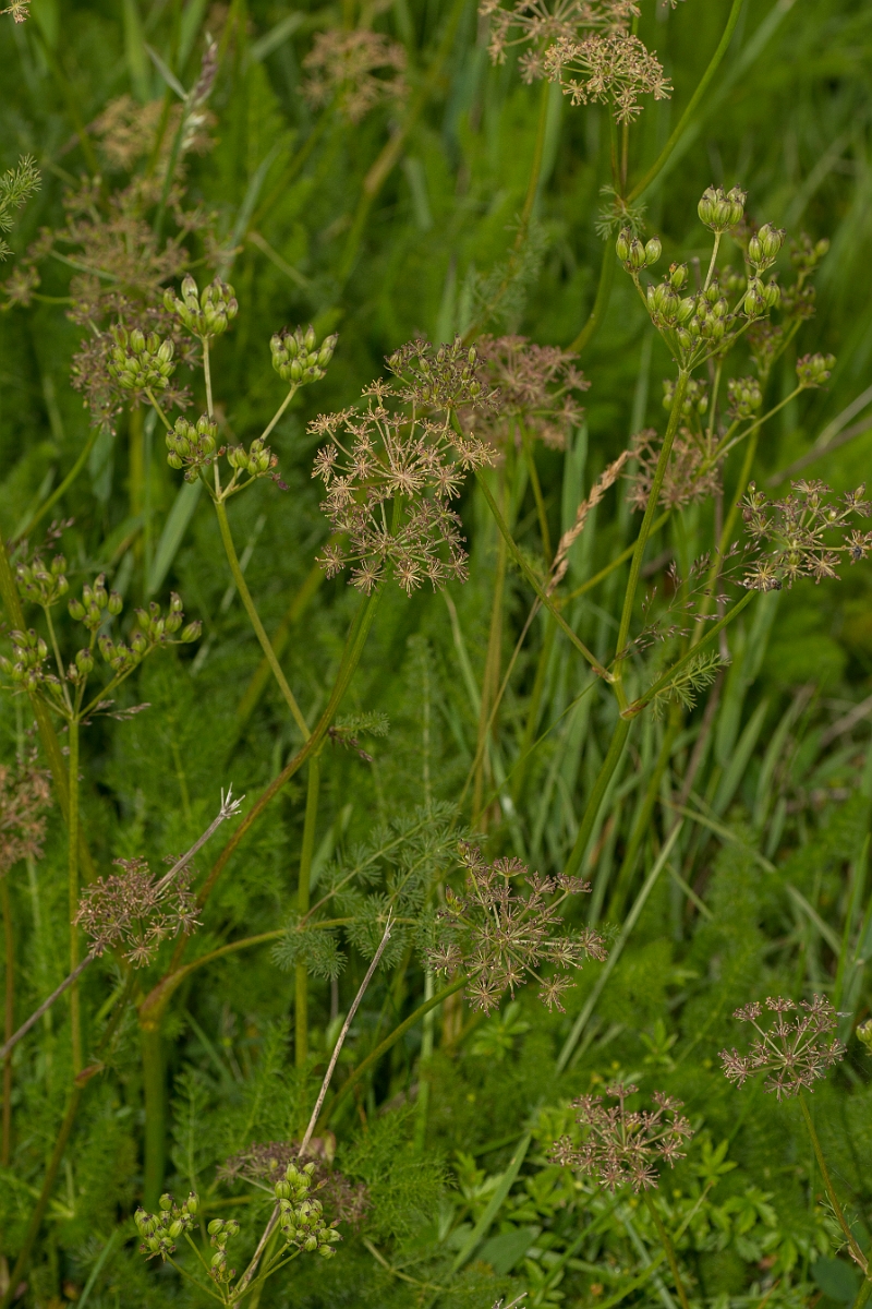David Plant Photography - Wildlife Photography - Spignel - B.jpg - Spignel seed heads - Ayrshire