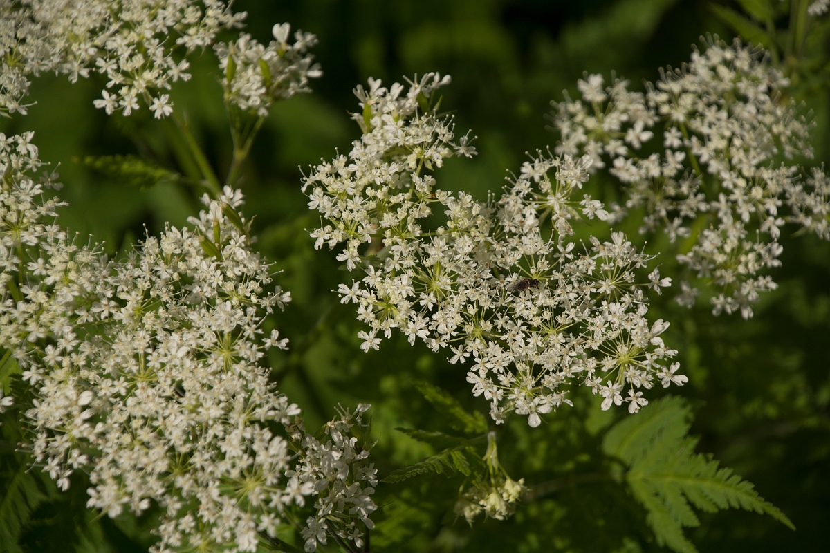 David Plant Photography - Wildlife Photography - Sweet cicely - B.jpg - Sweet cicely - Aberdeenshire
