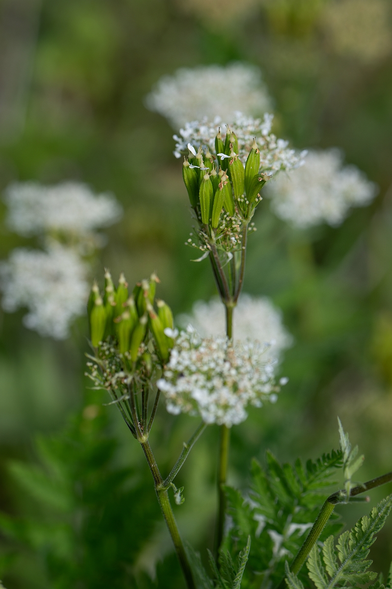 David Plant Photography - Wildlife Photography - Sweet cicely - G.jpg - Sweet cicely - Norfolk