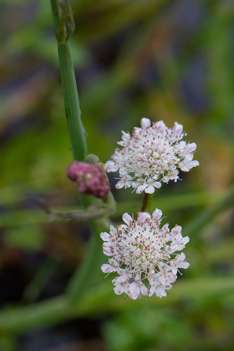 David Plant Photography - Wildlife Photography - Tubular water-dropwort - A.JPG - Tubular water-dropwort - Bridgend