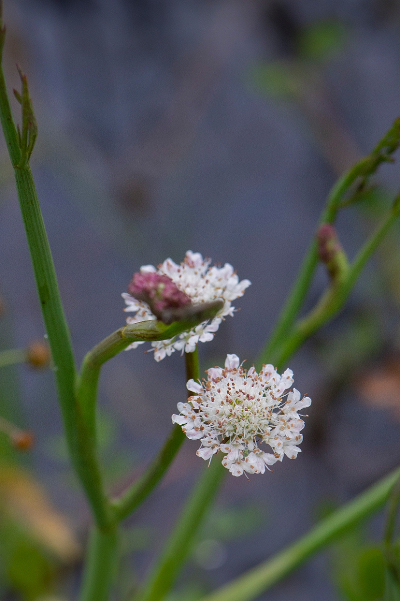 David Plant Photography - Wildlife Photography - Tubular water-dropwort - B.JPG - Tubular water-dropwort - Bridgend