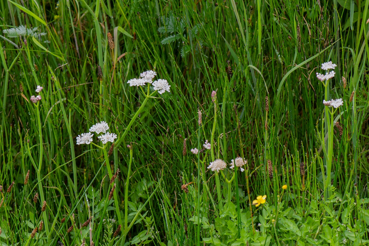 David Plant Photography - Wildlife Photography - Tubular water-dropwort - C.JPG - Tubular water-dropwort - Bridgend