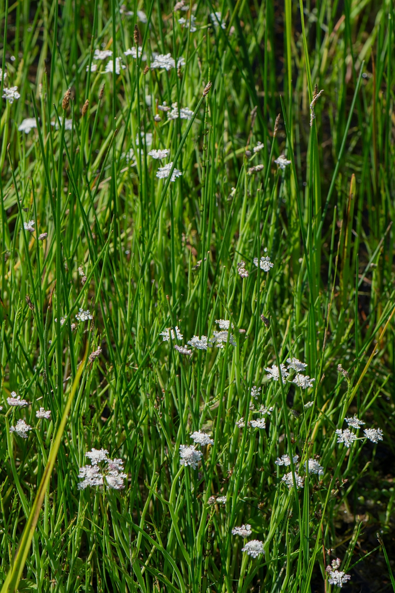 David Plant Photography - Wildlife Photography - Tubular water-dropwort - E.JPG - Tubular water-dropwort- Norfolk
