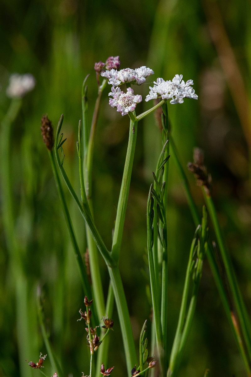 David Plant Photography - Wildlife Photography - Tubular water-dropwort - F.JPG - Tubular water-dropwort - Norfolk