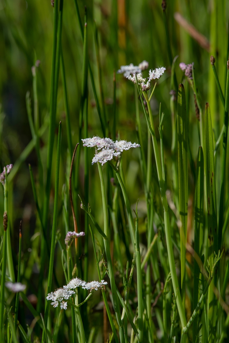 David Plant Photography - Wildlife Photography - Tubular water-dropwort - G.JPG - Tubular water-dropwort - Norfolk