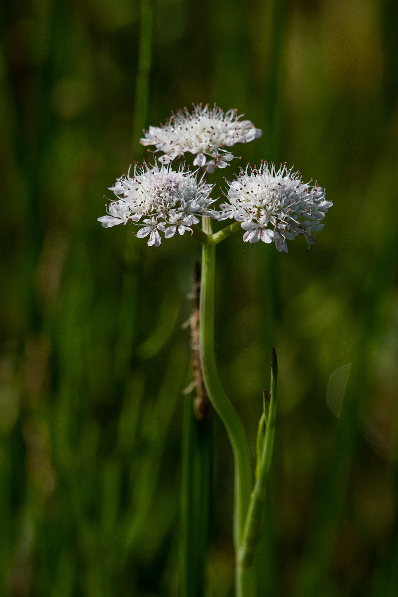David Plant Photography - Wildlife Photography - Tubular water-dropwort - H.JPG - Tubular water-dropwort - Norfolk