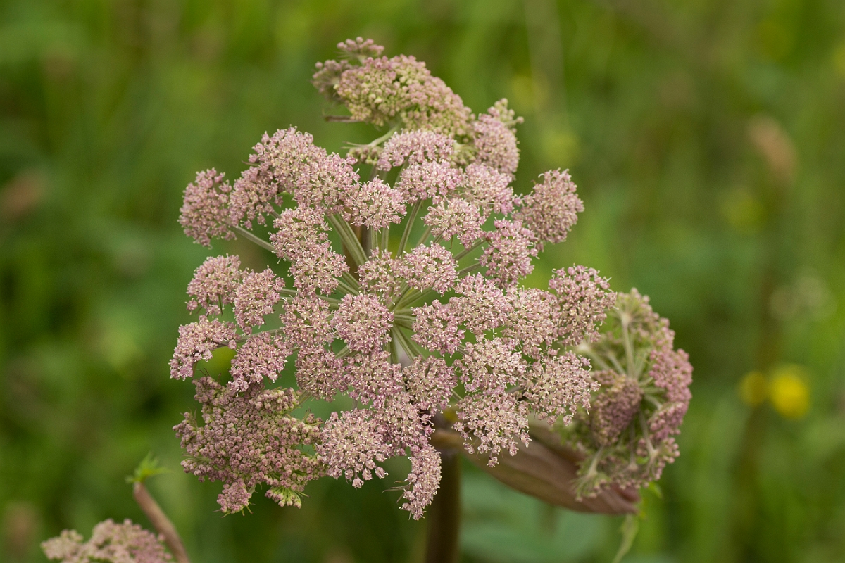 David Plant Photography - Wildlife Photography - Wild angelica - A.jpg - Wild angelica - Ayrshire
