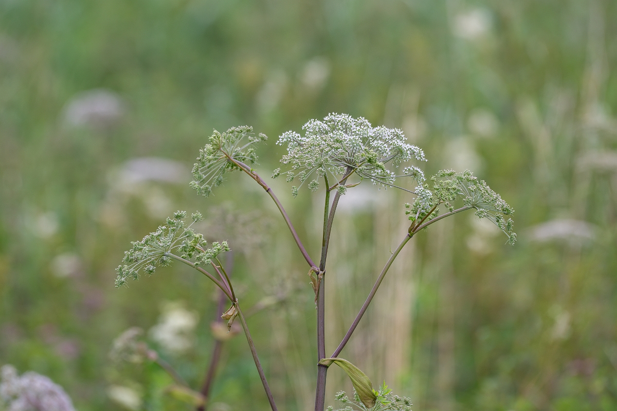 David Plant Photography - Wildlife Photography - Wild angelica - B.jpg - Wild angelica - Norfolk