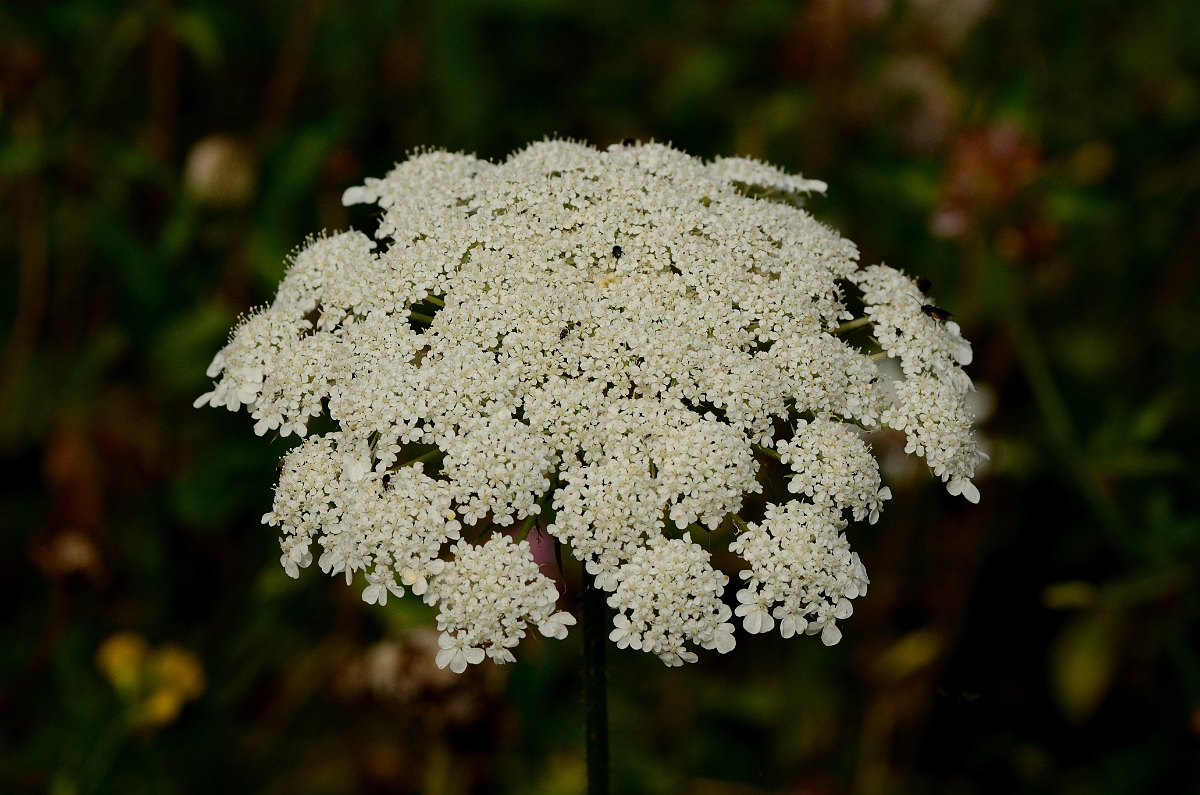David Plant Photography - Wildlife Photography - Wild carrot - A.jpg - Wild carrot umbel - Cotswolds