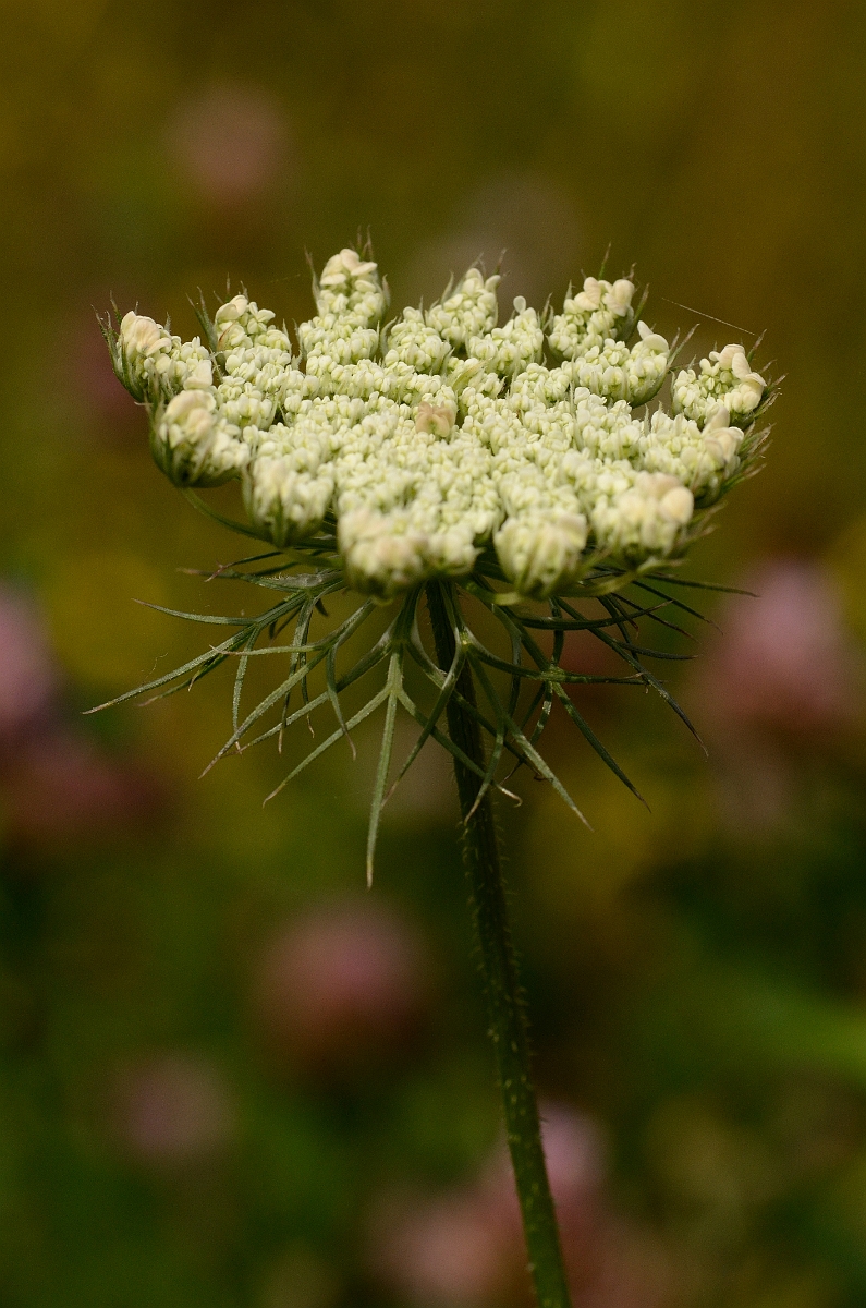 David Plant Photography - Wildlife Photography - Wild carrot - B.jpg - Wild carrot umbel opening - Cotswolds