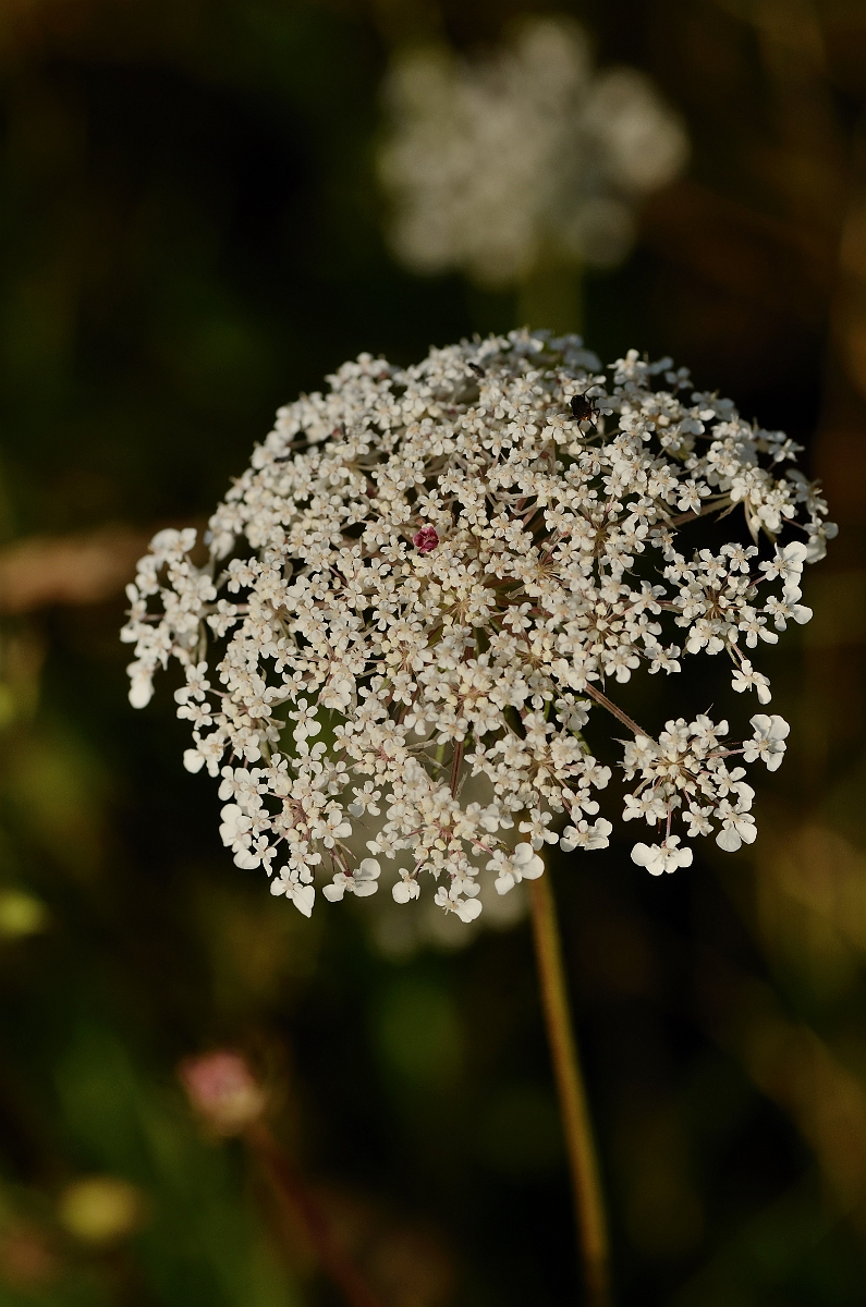 David Plant Photography - Wildlife Photography - Wild carrot - C.jpg - Wild carrot showing pink centre flower - Essex