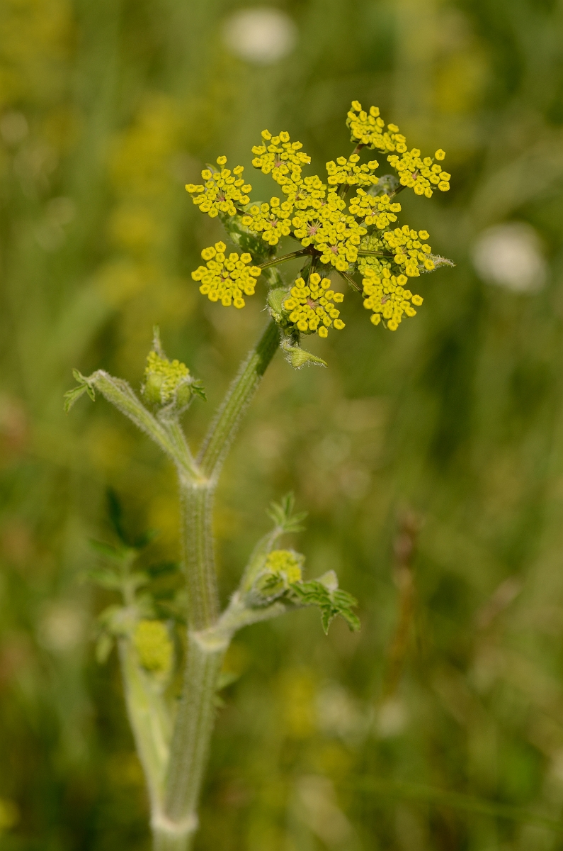 David Plant Photography - Wildlife Photography - Wild parsnip - A.jpg - Wild parsnip - Norfolk