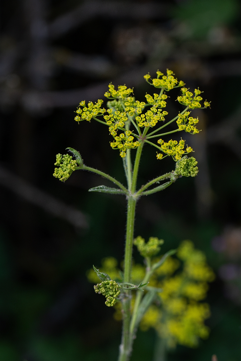 David Plant Photography - Wildlife Photography - Wild parsnip - B.jpg - Wild parsnip - Cambridgeshire