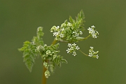 David Plant Photography - Wildlife Photography - Bur chervil - B