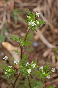 David Plant Photography - Wildlife Photography - Bur chervil - C
