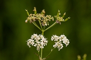 David Plant Photography - Wildlife Photography - Cow parsley - B