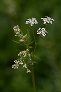 David Plant Photography - Wildlife Photography - Cow parsley - D