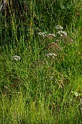 David Plant Photography - Wildlife Photography - Cowbane - A