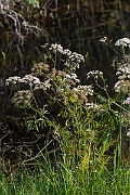 David Plant Photography - Wildlife Photography - Cowbane - B