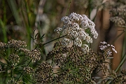 David Plant Photography - Wildlife Photography - Cowbane - C