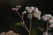 David Plant Photography - Wildlife Photography - Cowbane - D