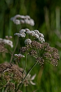David Plant Photography - Wildlife Photography - Cowbane - E