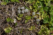 David Plant Photography - Wildlife Photography - Creeping marshwort - A