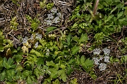 David Plant Photography - Wildlife Photography - Creeping marshwort - E