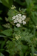 David Plant Photography - Wildlife Photography - Fool's parsley - A