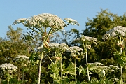 David Plant Photography - Wildlife Photography - Giant hogweed - A