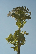 David Plant Photography - Wildlife Photography - Giant hogweed - B