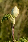 David Plant Photography - Wildlife Photography - Giant hogweed - C