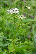 David Plant Photography - Wildlife Photography - Ground elder - A