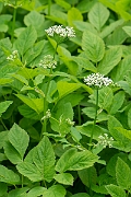 David Plant Photography - Wildlife Photography - Ground elder - D
