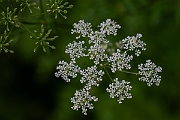 David Plant Photography - Wildlife Photography - Hemlock - F