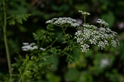 David Plant Photography - Wildlife Photography - Hemlock - H