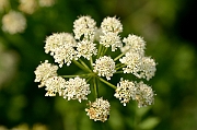 David Plant Photography - Wildlife Photography - Hemlock water-dropwort - A