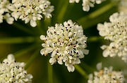 David Plant Photography - Wildlife Photography - Hemlock water-dropwort - B