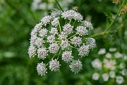 David Plant Photography - Wildlife Photography - Hemlock water-dropwort - C