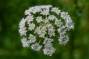 David Plant Photography - Wildlife Photography - Hemlock water-dropwort - E
